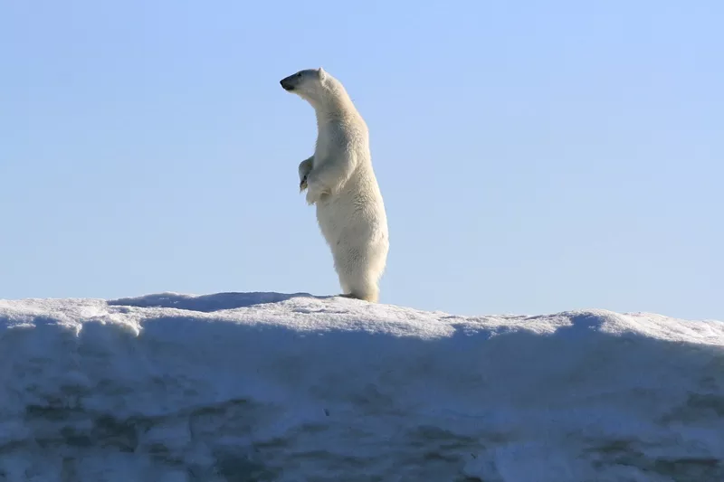 Polar Bear, Arctic 