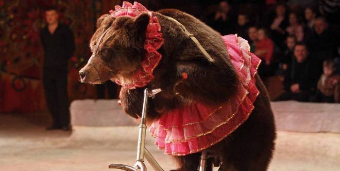 Iran takes a stand against Animal Abuse, bans all Circus Animal Acts